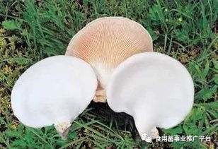白灵菇的做法,白灵菇是一种珍贵的食用菌