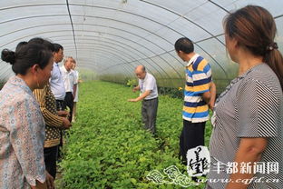 藤藤菜的种植技术,什么时候种植,藤