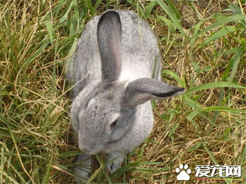 青紫蓝兔的图片大全 爱宠网 