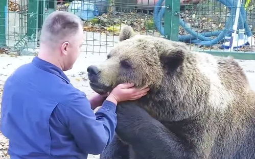 俄罗斯人 养熊不就和养孩子一样么 