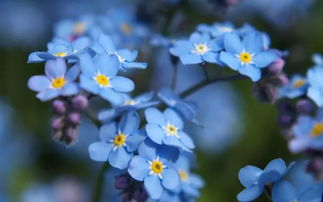 10种鲜花的英文名含义,你最爱哪种花呢 