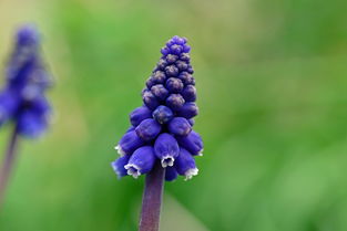 花儿SEO，揭秘植物花卉行业的搜索引擎优化策略