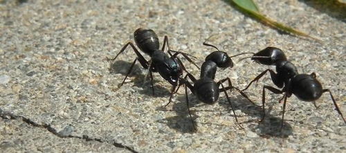 蚂蚁之间到底有没有杀戮 是什么样子的