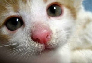 猫咪鼻子干燥是生病了 这只是表面因素,还需结合身体状况判断