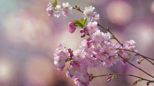 三月的春天,樱花想见你