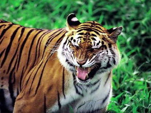 老虎的象征意义及生活知识