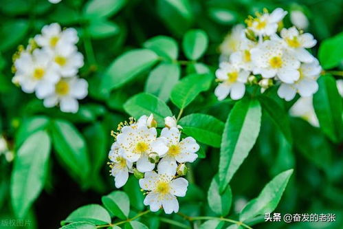 蔷薇草雪白动人谷雨时节里的