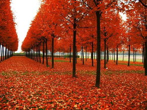 上海公园赏红枫排名：寻找秋天的色彩斑