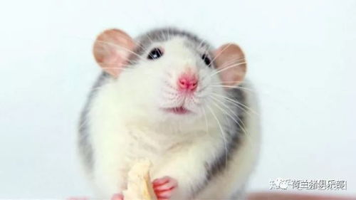 宠物鼠和老鼠有什么区别和风险 猪友互动第161期