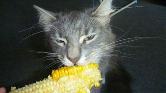 猫为什么喜欢吃玉米 看到玉米比看到 鱼还激动 