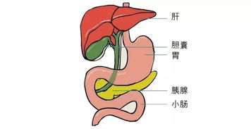 胆囊最怕的冷知识，胆囊最怕什么？(胆囊怕什么和吃什么好)