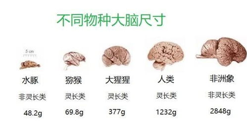 人的脑容量多少g(人的脑容量多少升)