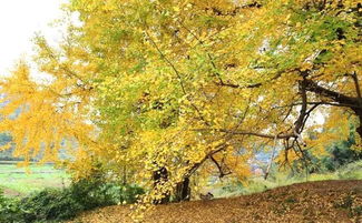 银杏树长——秋天的金色诗篇