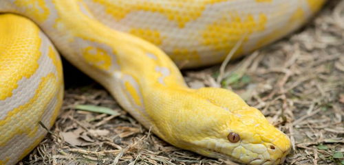 中国最早饲养的缅甸蛇 从不食人间烟火到人人都想拥有的 宠物