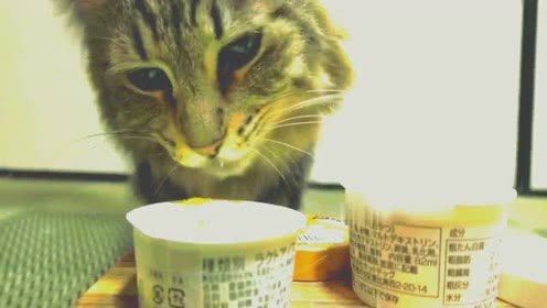 表情 猫咪吃冰淇淋 表情 