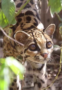 9种南美洲美丽猫科动物 昂贵皮毛致疯狂捕杀 