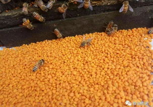 蜂花粉的吃法(蜂花粉的食用方法)