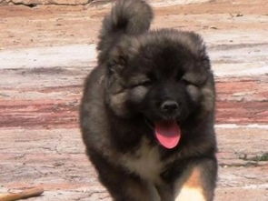 图 长期繁殖双血统高加索幼犬 北京纯种高加索多少钱一只 北京宠物狗 