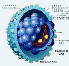 乙型肝炎病毒HBVDNA检测结果是1.780E 03是什么意思?需要做什么治疗？