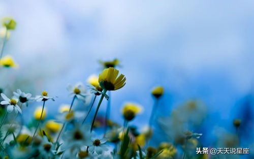 单纯善良,没有心机,不会人前一套,背后一套的三个星座女