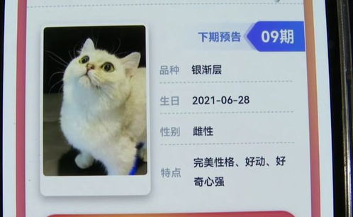 银行拿 万元活猫 当奖品,网友吵翻了