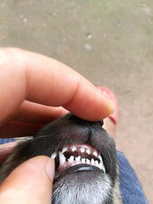 一个多月的小奶狗牙齿怎么长这样呢 