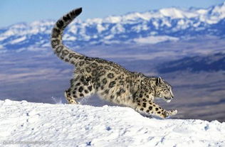 美国一男子猎杀珍稀雪豹并晒照,遭十万人签名抵制