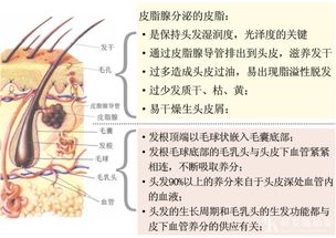 头皮理疗专业知识教程