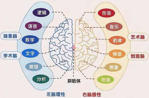 右脑开发早智商会更高 抓住右脑开发黄金期,容易培养出 学霸