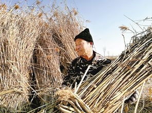 一根芦苇如何实现 三级跳