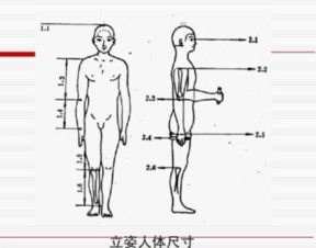 人体黄金分割比