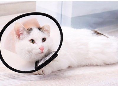 猫咪突然一只眼睛发红睁不开 警惕角膜炎5种常见症状
