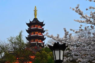 票在旅途 又到赏樱时 南京鸡鸣寺 附栖霞寺 