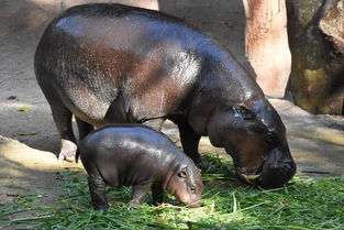 泰国一动物园为河马宝宝取名 备选名只有 猪脚 和 炖猪