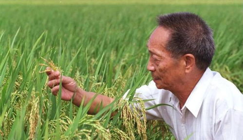 如果袁隆平真的进入游泳国家队，中国会受什么损失(袁隆平游泳多快)