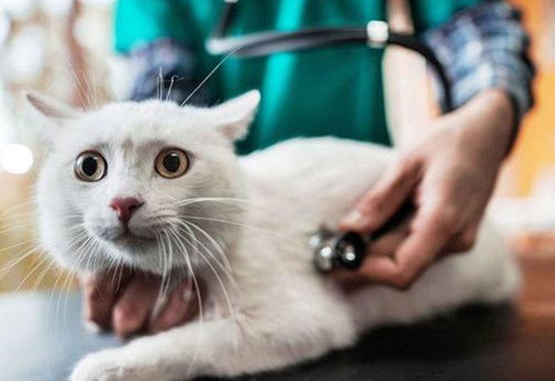 关于猫咪蛔虫病,你需要了解这些,不及时治疗后果还很严重
