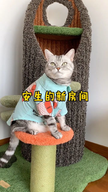 cat猫币现在多少钱一个, ca猫币现在多少钱? 应用