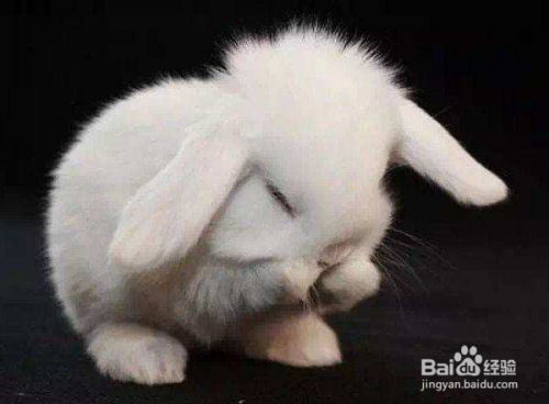 兔子怎么养它会和你熟 
