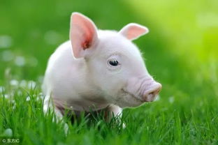 猪是 Pig 小猪翻译为small pig那就错的离谱了