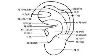 科普 我们长耳廓就是为了好看吗