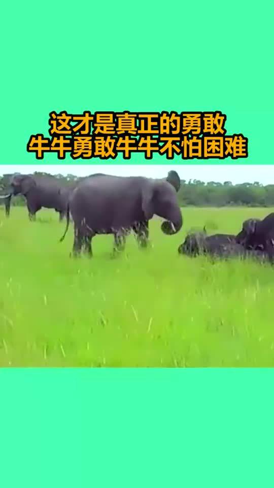 勇敢牛牛原图,勇敢牛牛：不屈不挠的精神之象征！