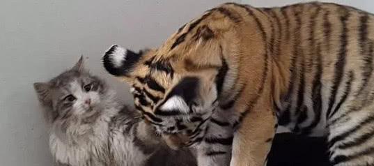 老虎也是猫科动物,那么猫遇到老虎会被当作食物吃掉吗