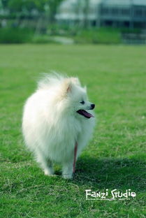 有哪种狗 是纯白色的毛绒绒的不会长很大狗 价格是什么 