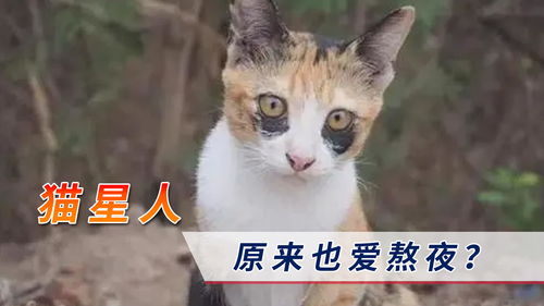 难道猫咪也爱熬夜 巨型 黑眼圈 吸睛十足,原来这就是丑萌 