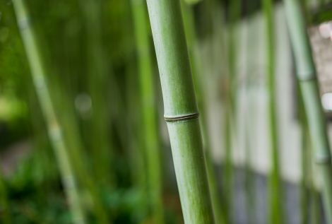 竹子的别名叫什么 是什么类型的植物