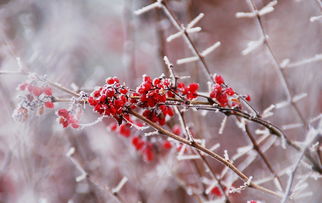 傲雪凌霜，不仅仅是一个词语，傲雪凌霜是词语吗