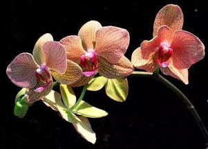 最漂亮的10种蝴蝶兰,石斛兰蝴蝶兰品种大全？