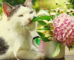 痴情的猫,无情的花 百合花竟会对猫造成伤害,这又是为何 