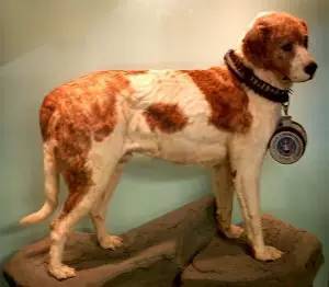 狗时代 瑞士国犬圣伯纳,不可磨灭的传奇色彩