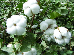 棉花种子厂家,生产棉花的上市公司